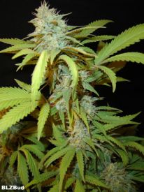 BLZ Bud Feminised Seeds