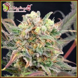 Boggleberry XXL Auto Feminised Seeds