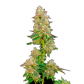 Boston Cream Pie Feminized