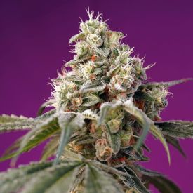 Bruce Banner Auto