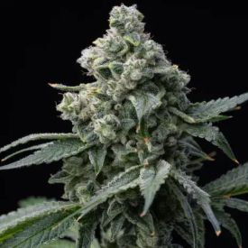 Bruce Banner Feminized Seeds