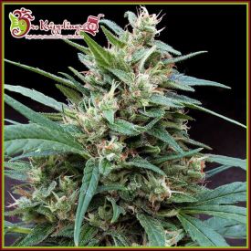 Bucks Fizz Auto Feminised Seeds