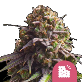 Biscotti Feminized
