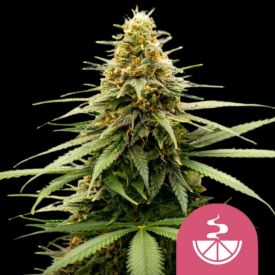 Lemon Skunk Feminized Cannabis Seeds
