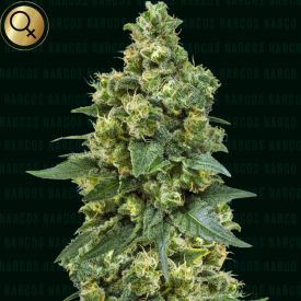 Cali Critical Power Feminized