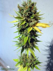 California Orange Feminised Seeds