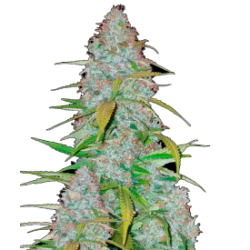Californian Snow Auto