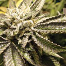 Canadian Kush Feminised Seeds