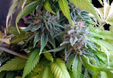 Candy Cream Feminised Seeds