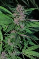 Pakistan Chitral Kush Regular Seeds