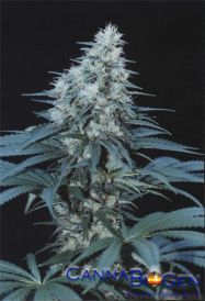 Caribe Feminised Seeds