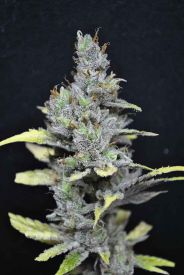 CBD Medi Haze Feminised Seeds