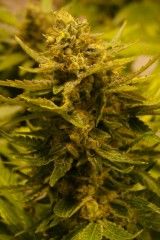 CBD OG Feminised Seeds