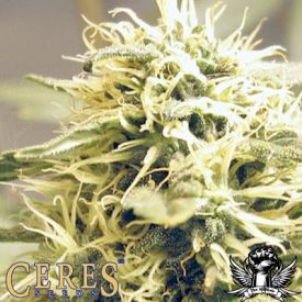 Ceres Kush Feminised Seeds