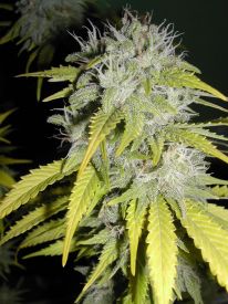 Chaze Super Autoflowering Feminised Seeds