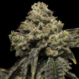 Auto Cheddar Plum Feminized