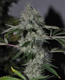 Chem 4 OG Feminised Seeds