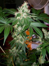 Chem Valley Kush Feminised Seeds