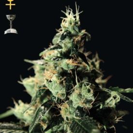 Greenhouse Seeds Chemdog Feminized