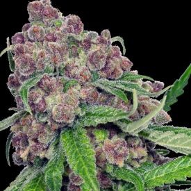 Cherry Bacio Feminized