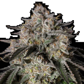 Cherry Essence Feminized