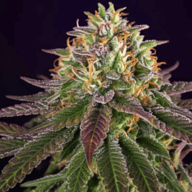 Cherry Moonrocks Feminized