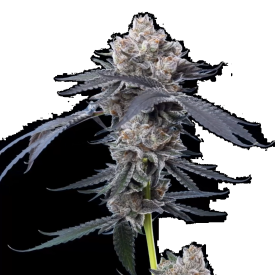 Cherry Runtz Feminized