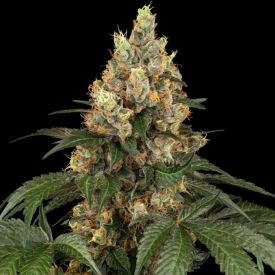 Chocolate Rainbow XXL Feminized