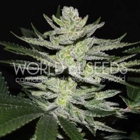 Chocolate Thai OG