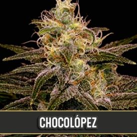 Chocolopez