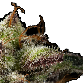Citronella Sunrize Auto