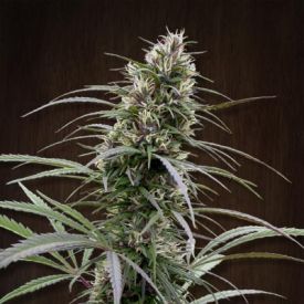 Congo Feminised Seeds