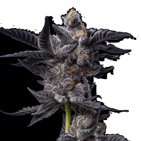 Cookies Gelato Auto
