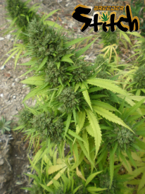 Copacabana SuperAuto Feminised Seeds