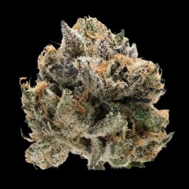 Double xl Tropical Cookies Auto Feminized Seeds