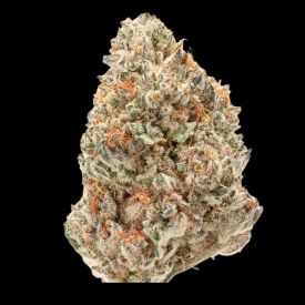 Double xl Watermelon Weddingcake Auto Feminized Seeds