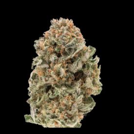 Mighty Amstel Freezeland (MAF) Feminized Seeds