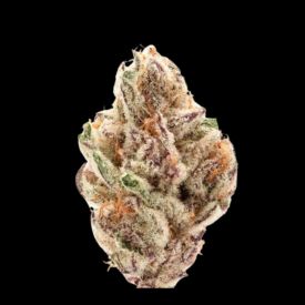 Sour Zkittlez Feminized Autoflowering Seeds