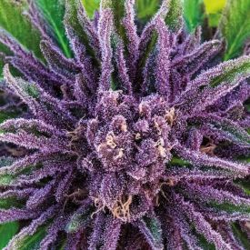 Purple Thai