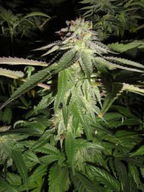 Corleone Kush Regular Seeds