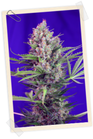 Cream Mandarine FAST Version Feminised Seeds