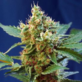 Cream Mandarine XL Auto