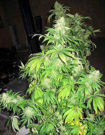 Critical Mass Regular Seeds