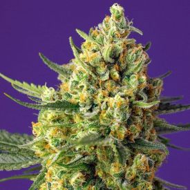 Crystal Candy XL Auto