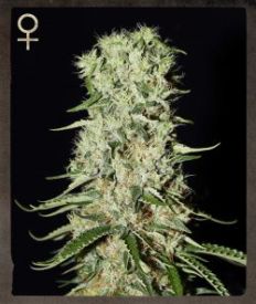 Damnesia Feminised Seeds