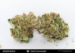 Dank Commander Regular Seeds