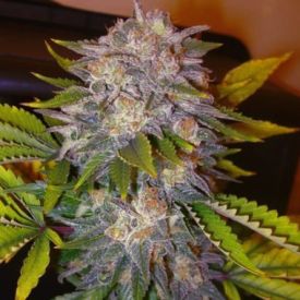 Delicious Seeds Caramelo Feminized