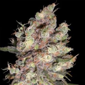 Delicious Seeds Candy Feminized