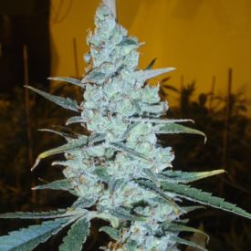 Delicious Seeds Critical Jack Herer Feminized