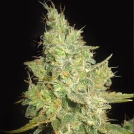 Delicious Seeds Critical Kali Mist Feminized